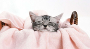 网红猫吃贝贝瓜图片大全